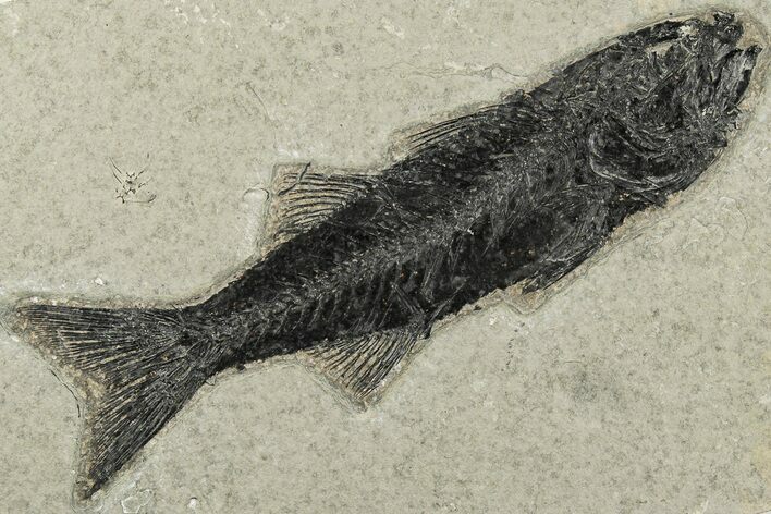 Uncommon Fish Fossil (Mioplosus) - Wyoming #198110